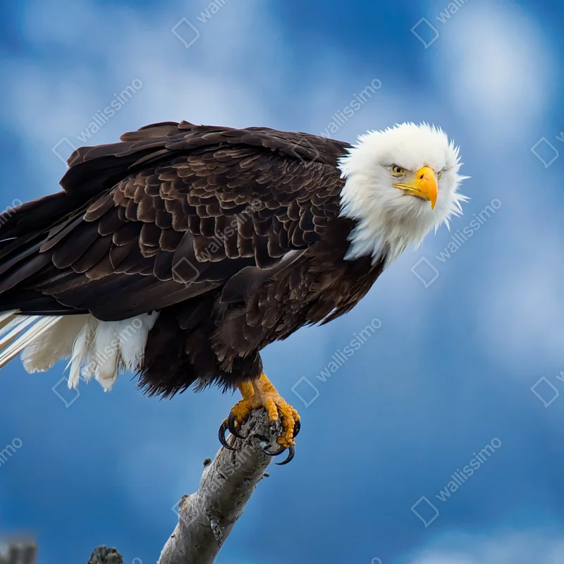 Fototapete majestätisches porträt eines weißkopfseeadlers Fototapete majestätisches porträt eines weißkopfseeadlers