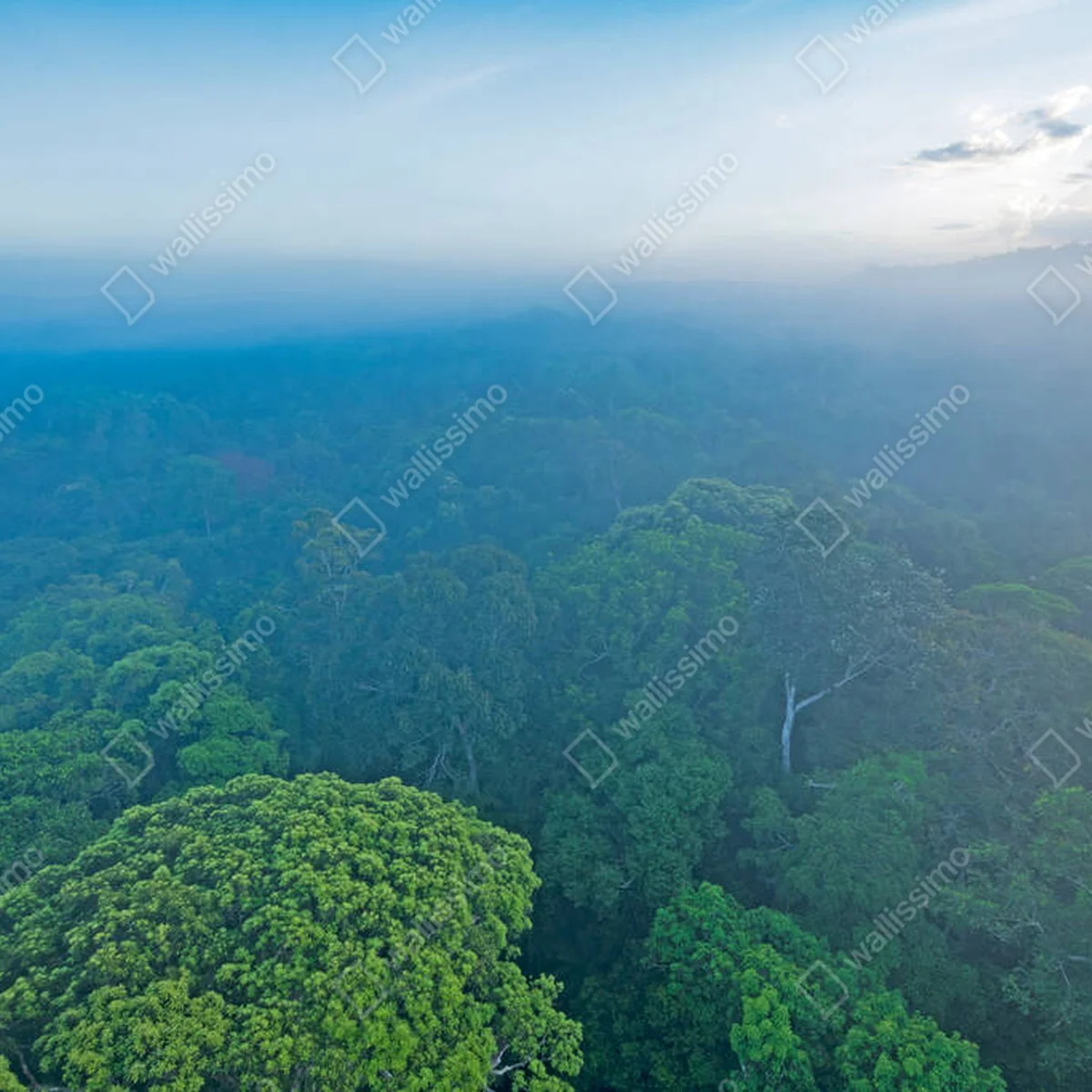 Poster Blick auf den Regenwald am Amazonas im Morgennebel in der Nähe von Alta Floresta, Brasilien • Poster bei Wallnifity® Poster Blick auf den Regenwald am Amazonas im Morgennebel in der Nähe von Alta Floresta, Brasilien • Poster bei Wallnifity®
