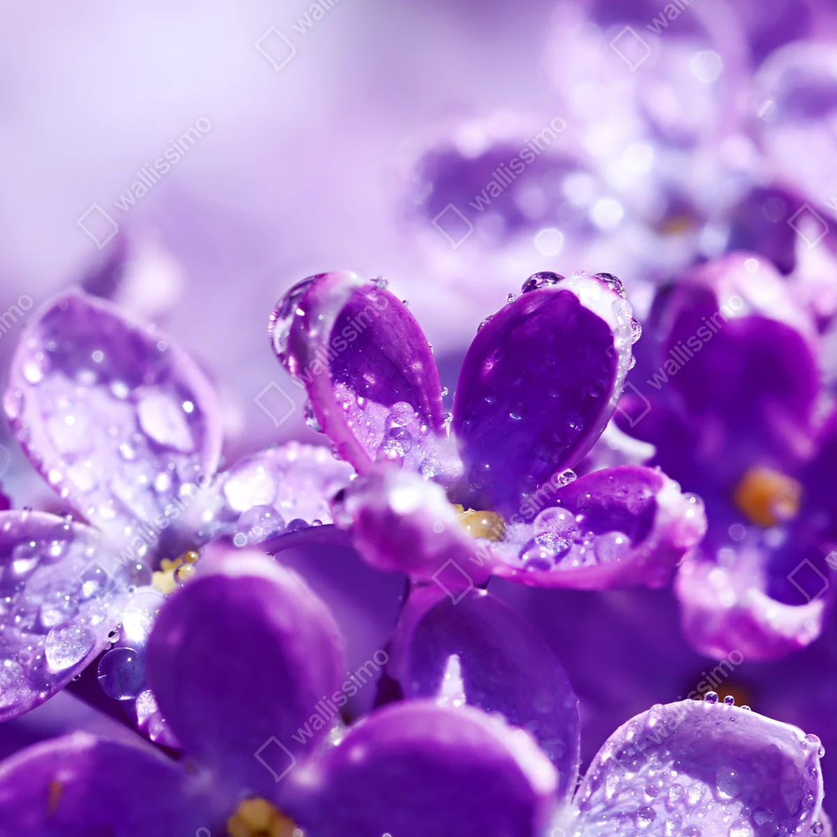 Fensteraufkleber lila fliederblüte mit tau Fensteraufkleber lila fliederblüte mit tau