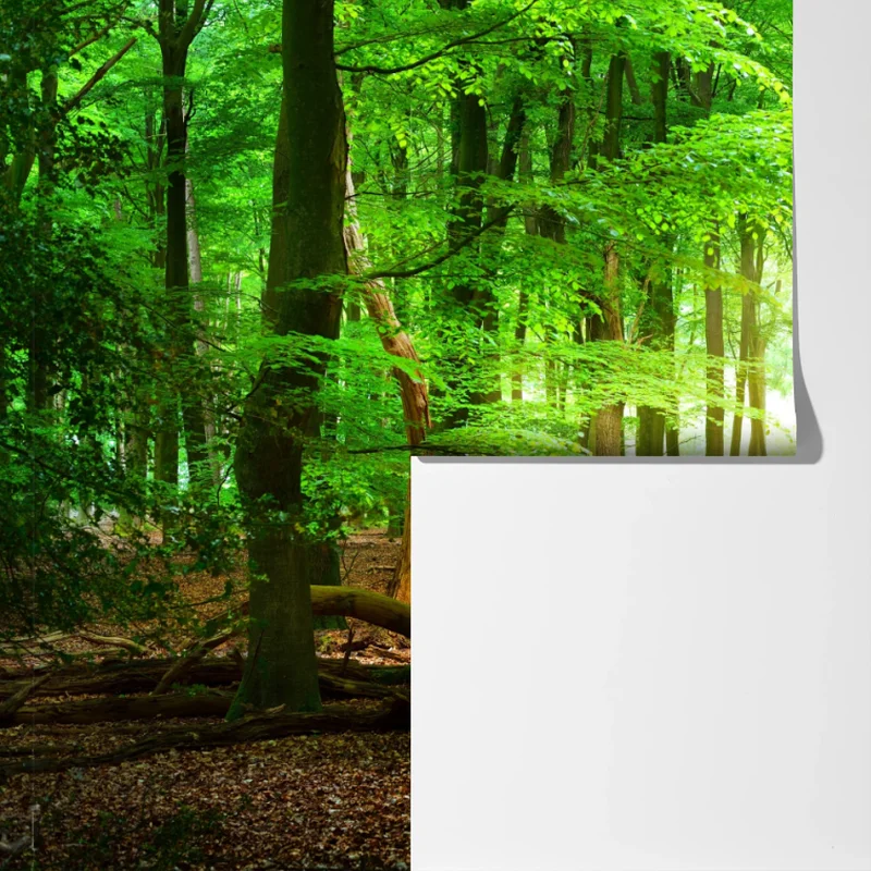 Fototapete sonnendurchfluteter grüner wald Fototapete sonnendurchfluteter grüner wald