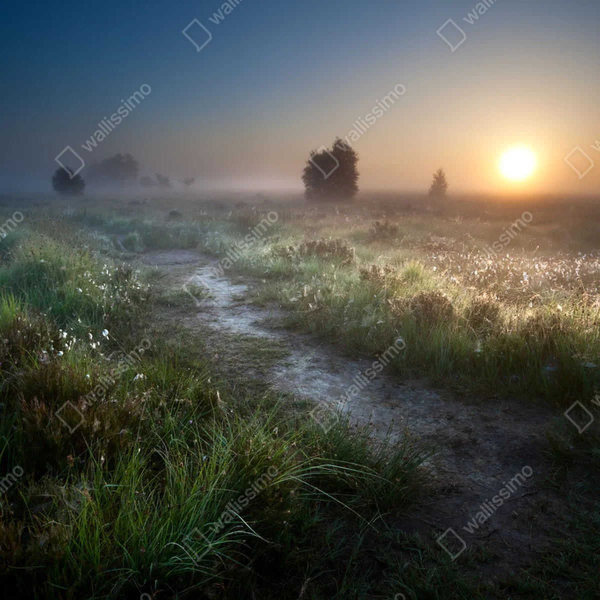 Poster nebliger Sonnenaufgang über dem Feldweg • Poster bei Wallnifity® Poster nebliger Sonnenaufgang über dem Feldweg • Poster bei Wallnifity®