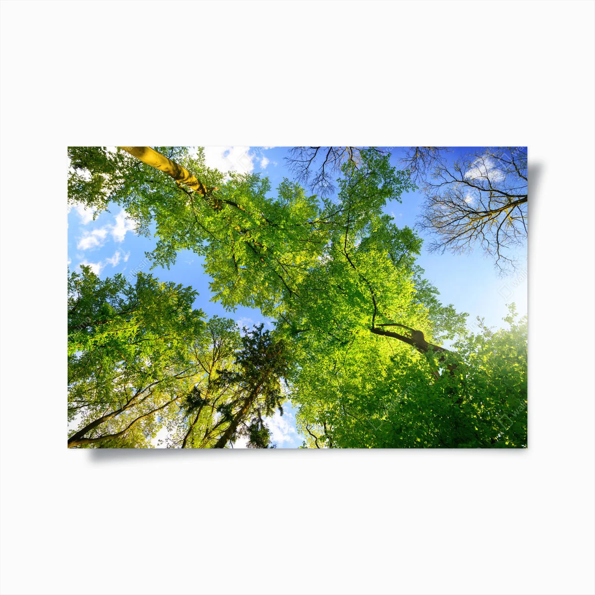 Poster Grüne Bäume wachsen hoch in den blauen Sommerhimmel, Würmer im Blick • Poster bei Wallnifity® Poster Grüne Bäume wachsen hoch in den blauen Sommerhimmel, Würmer im Blick • Poster bei Wallnifity®