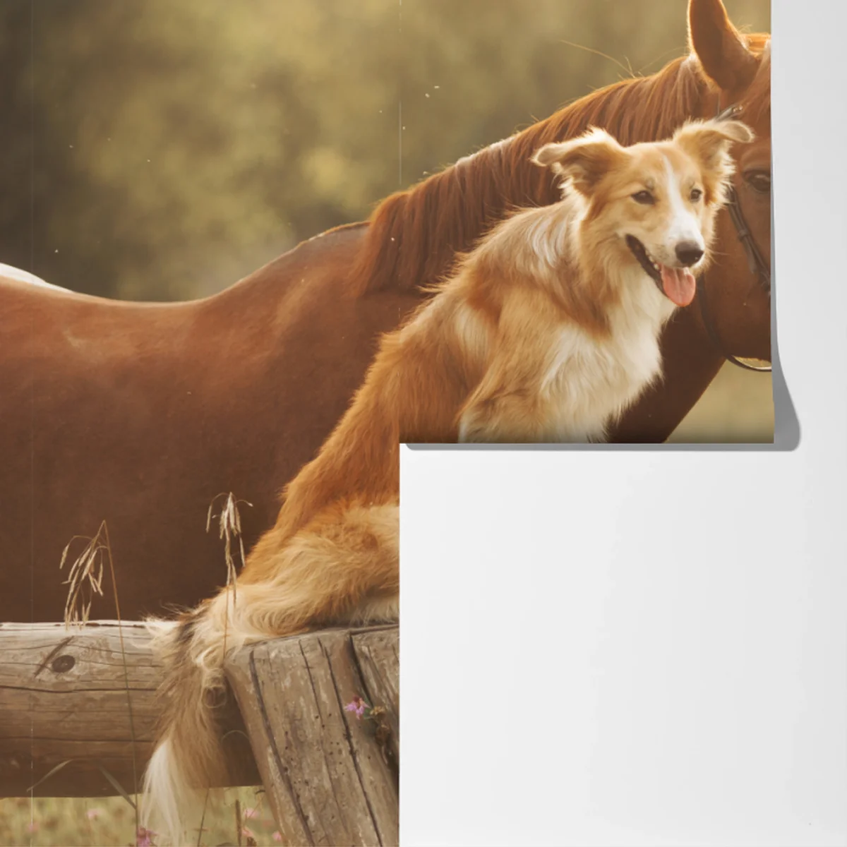 Fototapete sonnige gefährten: hund und pferd Fototapete sonnige gefährten: hund und pferd