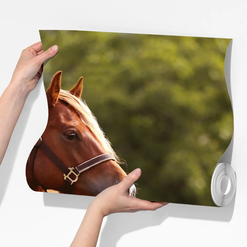 Fototapeta majestatyczny kasztanowy koń na letniej łące Fototapeta majestatyczny kasztanowy koń na letniej łące