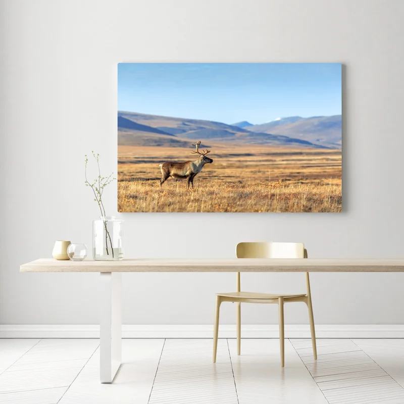 Leinwandbild einsames rentier in der Tundra von Tschukotka Leinwandbild einsames rentier in der Tundra von Tschukotka