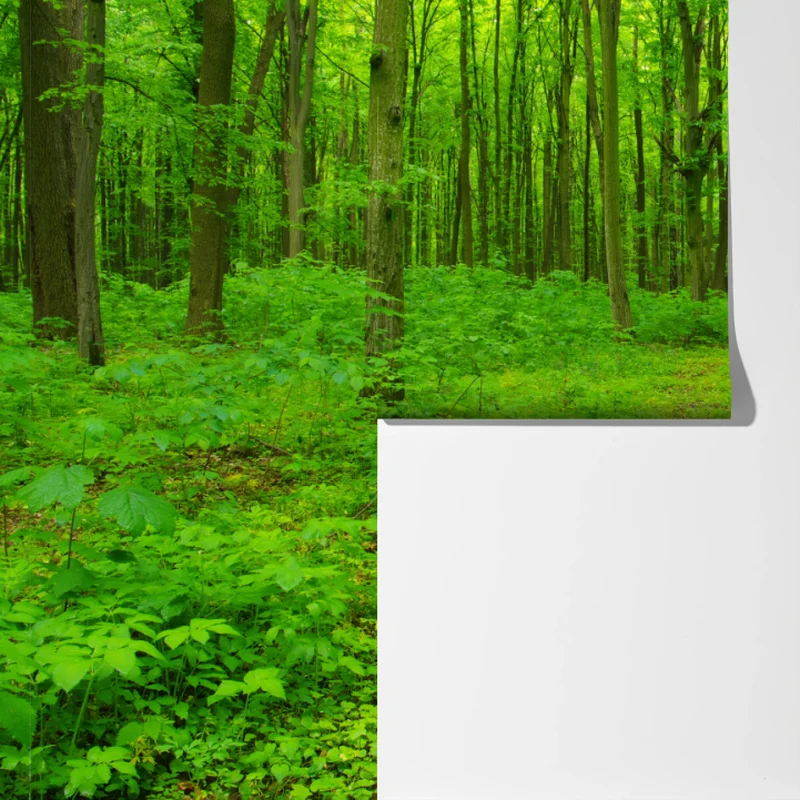 Fototapete beruhigender grüner waldweg Fototapete beruhigender grüner waldweg