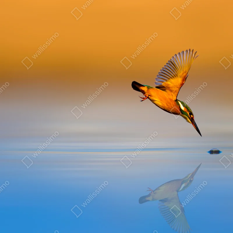 Leinwandbild eisvogel beim tauchen über spiegelndem wasser Leinwandbild eisvogel beim tauchen über spiegelndem wasser