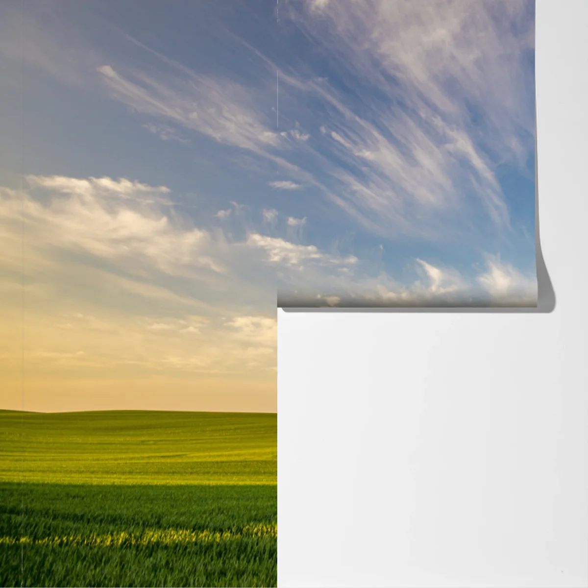 Fototapete grüne wiese mit einer reihe junger bäume Fototapete grüne wiese mit einer reihe junger bäume