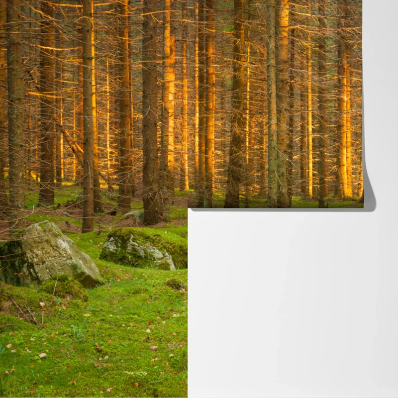 Fototapeta złote światło lesie sosnowym porośniętym mchem Fototapeta złote światło lesie sosnowym porośniętym mchem