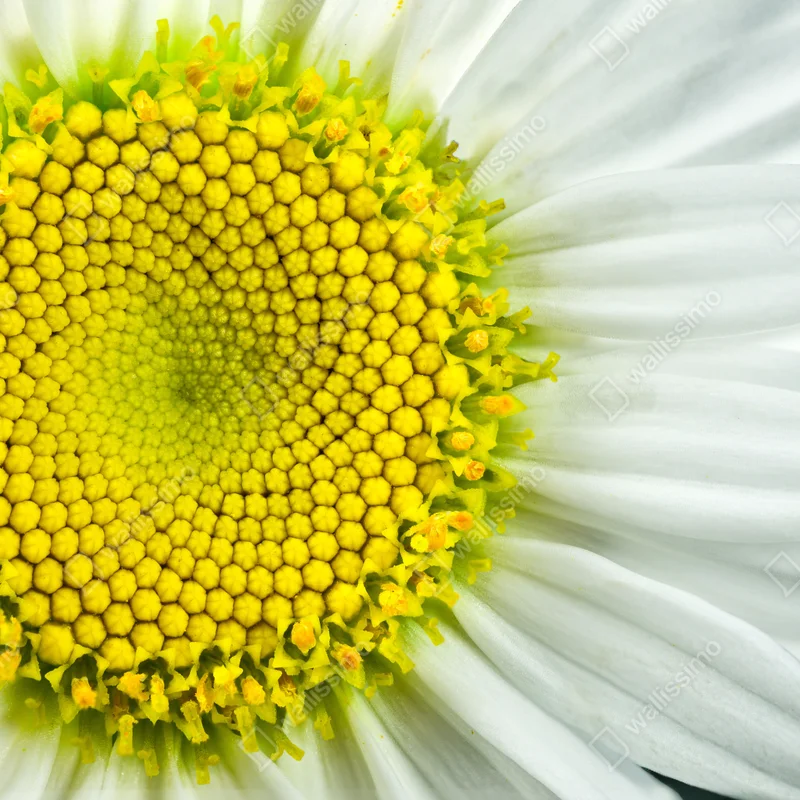 Tischaufkleber und Schreibtischaufkleber makro gänseblümchen spiralmuster Tischaufkleber und Schreibtischaufkleber makro gänseblümchen spiralmuster
