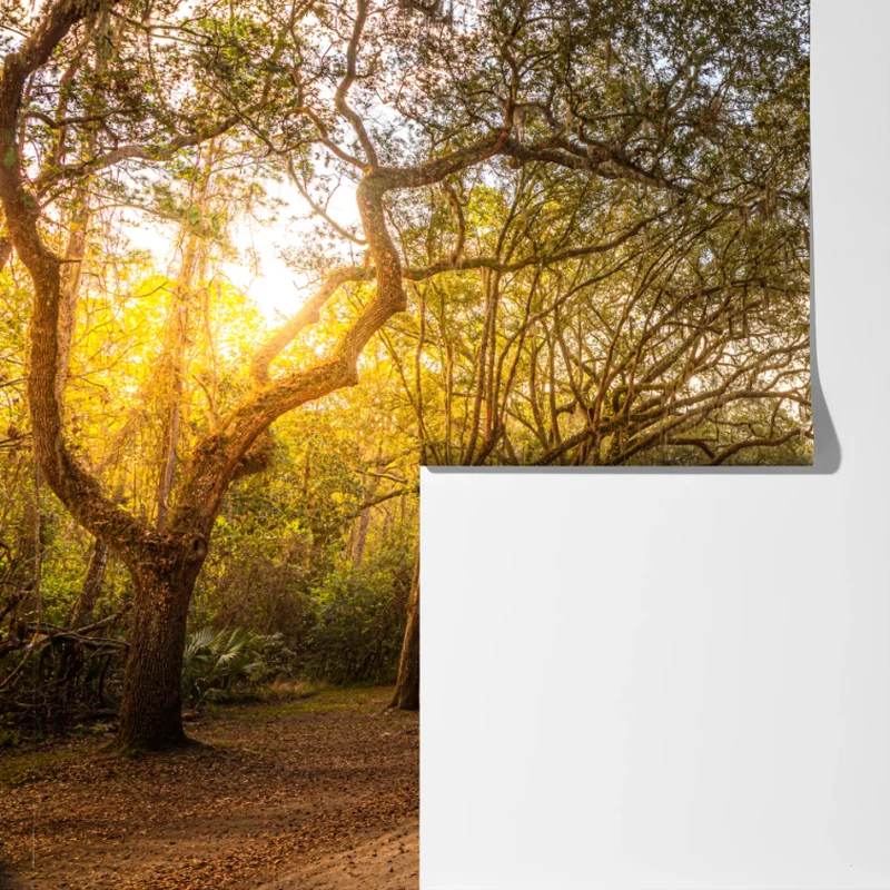 Fototapete sonnenbeschienene eichenallee bei Savannah Fototapete sonnenbeschienene eichenallee bei Savannah