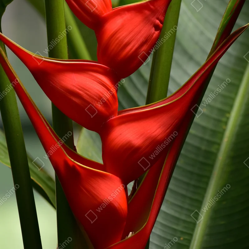 Naklejka na okno intensywny czerwony kwiat heliconia Naklejka na okno intensywny czerwony kwiat heliconia