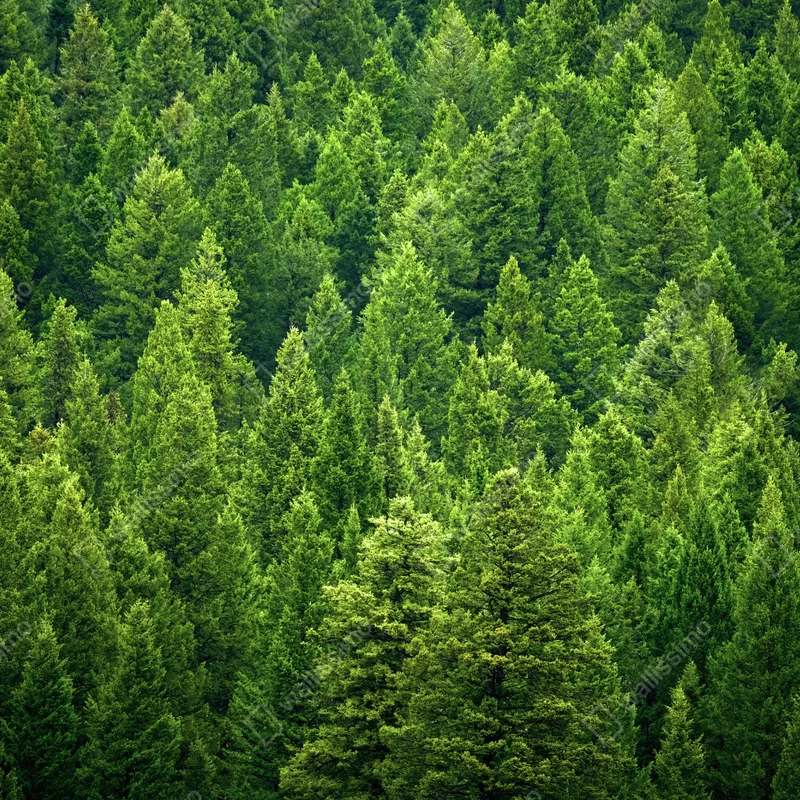 Naklejka na okno bujna korona lasu sosnowego Naklejka na okno bujna korona lasu sosnowego