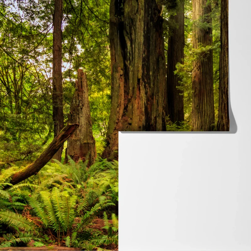 Fototapeta Kalifornia sekwoje leśna ścieżka Fototapeta Kalifornia sekwoje leśna ścieżka