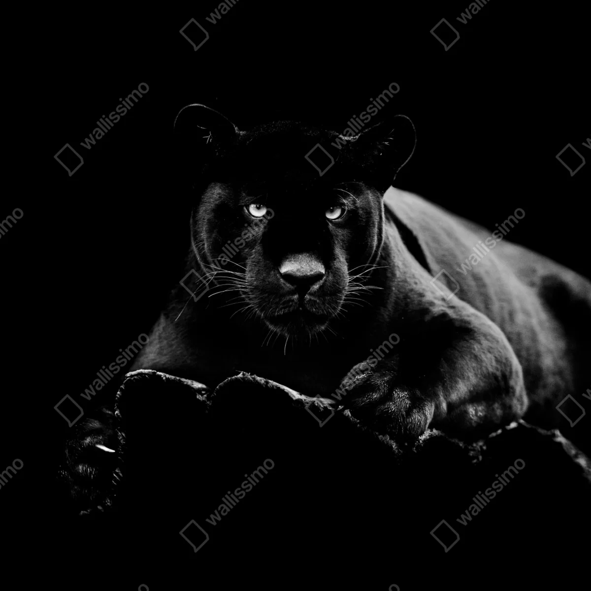 Kühlschrankaufkleber majestätisches porträt eines schwarzen panthers Kühlschrankaufkleber majestätisches porträt eines schwarzen panthers