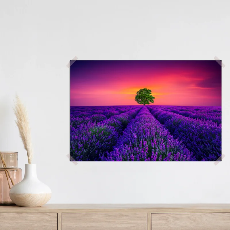 Poster lavendelfeld bei sonnenuntergang mit einsamem baum Poster lavendelfeld bei sonnenuntergang mit einsamem baum