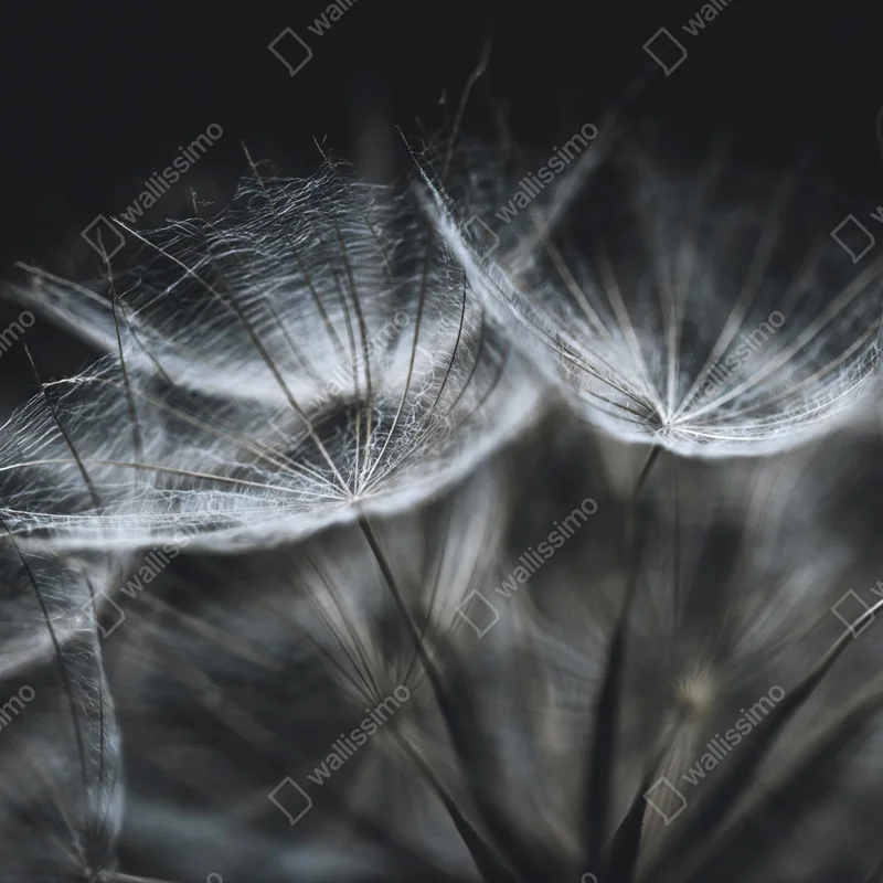 Türaufkleber zarte löwenzahnsamen in monochrom Türaufkleber zarte löwenzahnsamen in monochrom