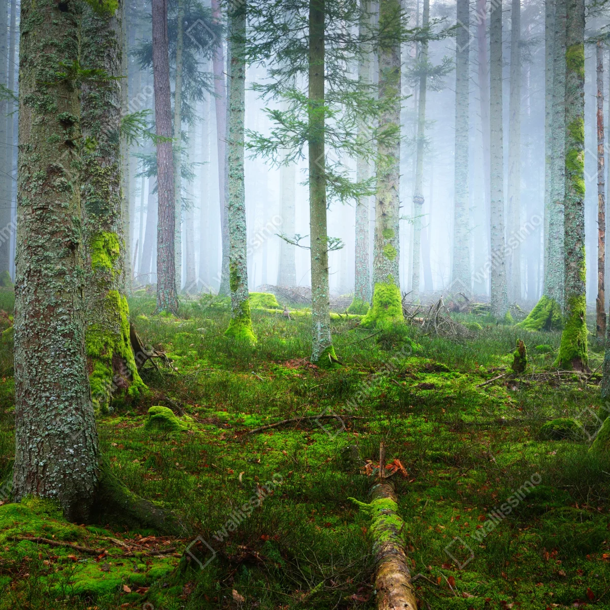 Leinwandbild nebliger kiefernwald aus dem Elsass Leinwandbild nebliger kiefernwald aus dem Elsass