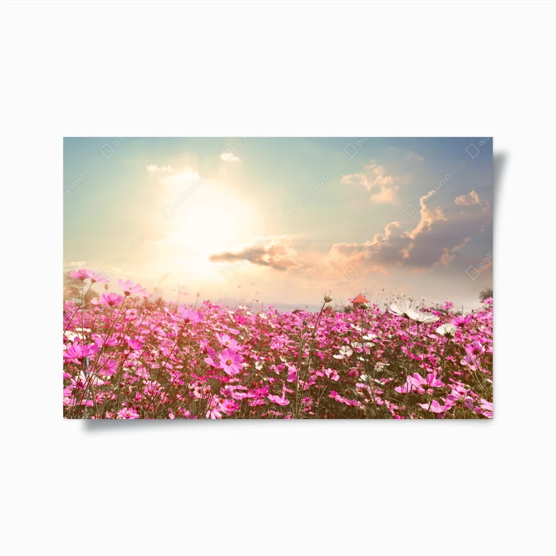 Poster rosa kosmeenwiese im morgenschein • Poster bei Wallnifity® Poster rosa kosmeenwiese im morgenschein • Poster bei Wallnifity®