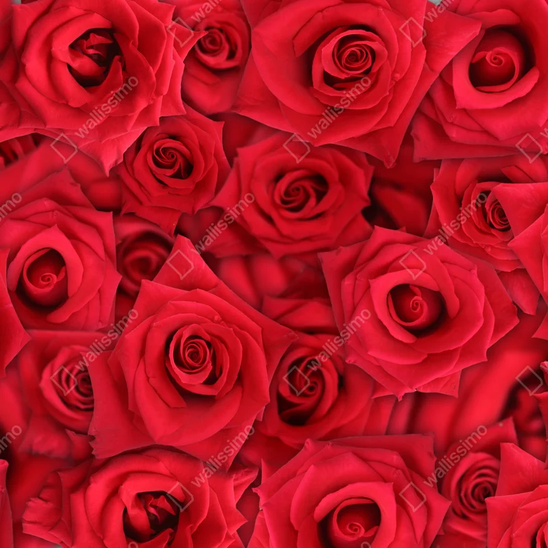 Laptop-Aufkleber leuchtende rote rosen collage Laptop-Aufkleber leuchtende rote rosen collage