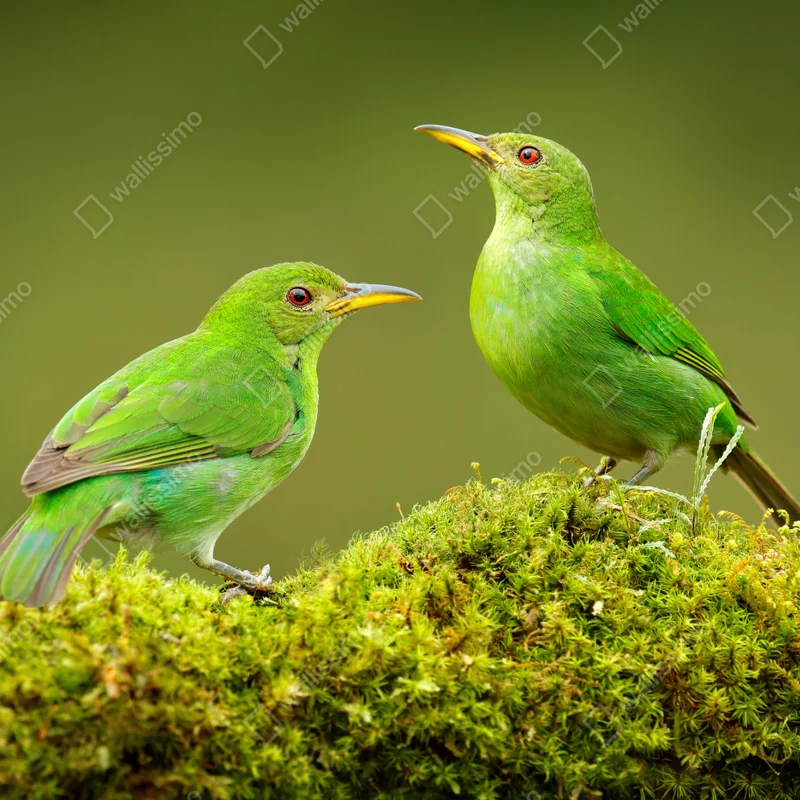 Fototapeta intensywne zielone miodojady na mchu Fototapeta intensywne zielone miodojady na mchu