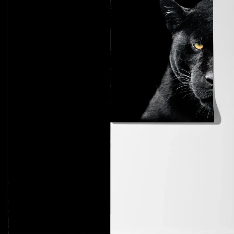 Fototapeta portret czarnej pantery na czarnym tle Fototapeta portret czarnej pantery na czarnym tle