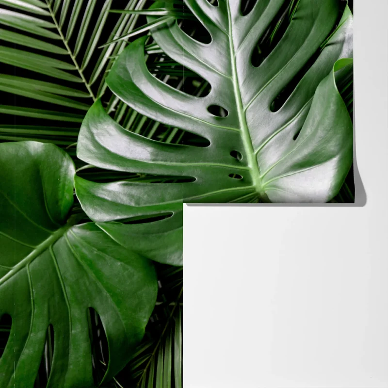 Fototapete üppige monstera-blätter Fototapete üppige monstera-blätter