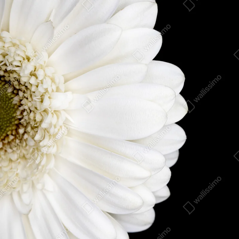 Türaufkleber weiße gerbera auf schwarzem hintergrund minimalistische nahaufnahme Türaufkleber weiße gerbera auf schwarzem hintergrund minimalistische nahaufnahme