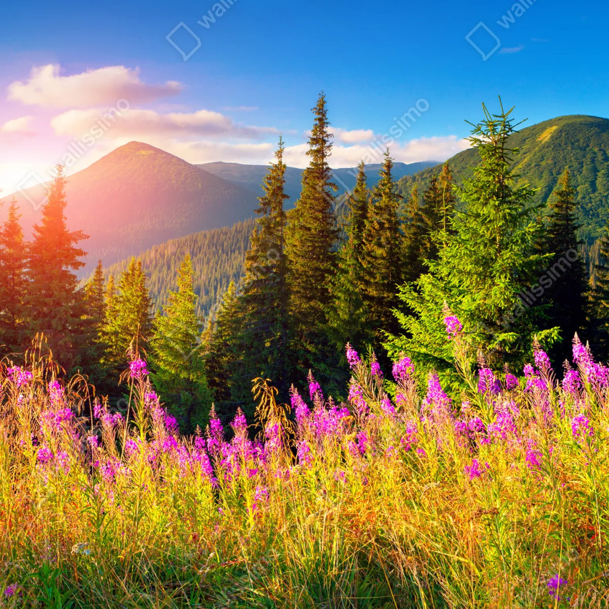 Poster sonnige bergwiese mit rosa wildblumen • Poster bei Wallnifity® Poster sonnige bergwiese mit rosa wildblumen • Poster bei Wallnifity®