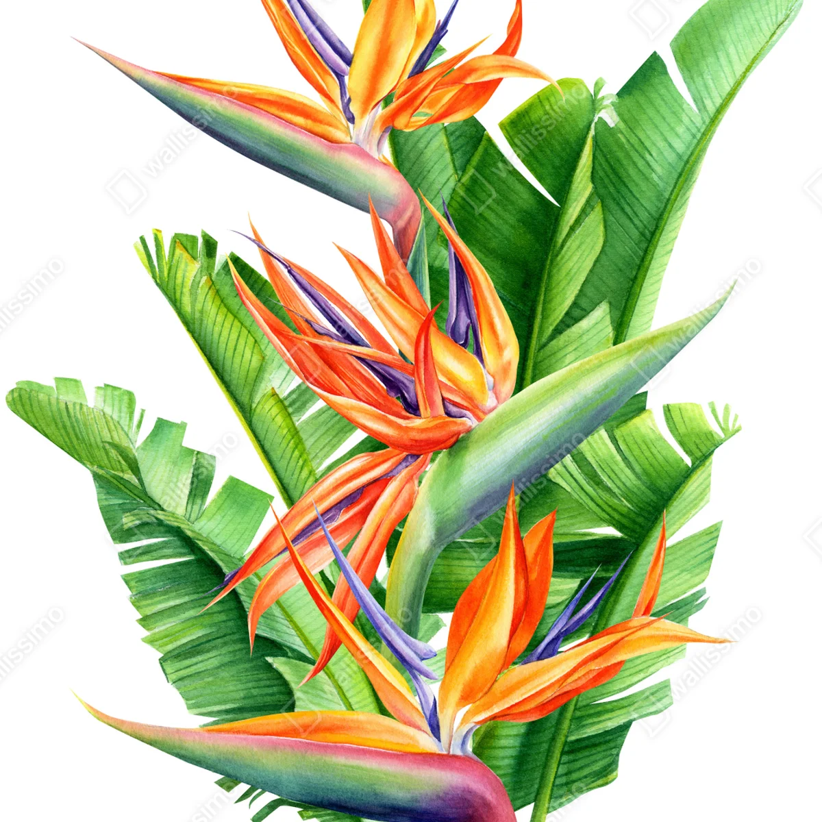 Poster bunte strelitzie mit tropischen blättern Poster bunte strelitzie mit tropischen blättern