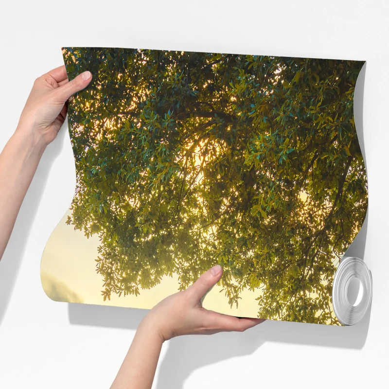 Fototapete olivenhain bei sonnenuntergang in Maremma, Toskana Fototapete olivenhain bei sonnenuntergang in Maremma, Toskana