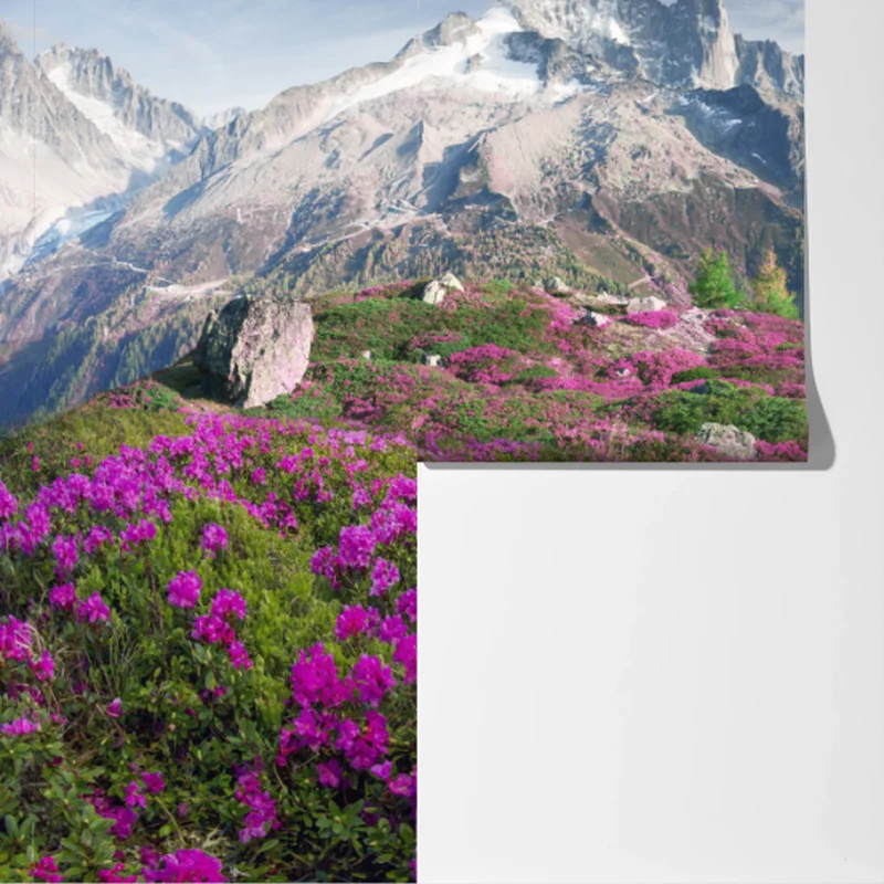 Fototapete alpine rhododendronwiese bei Mont Blanc Fototapete alpine rhododendronwiese bei Mont Blanc