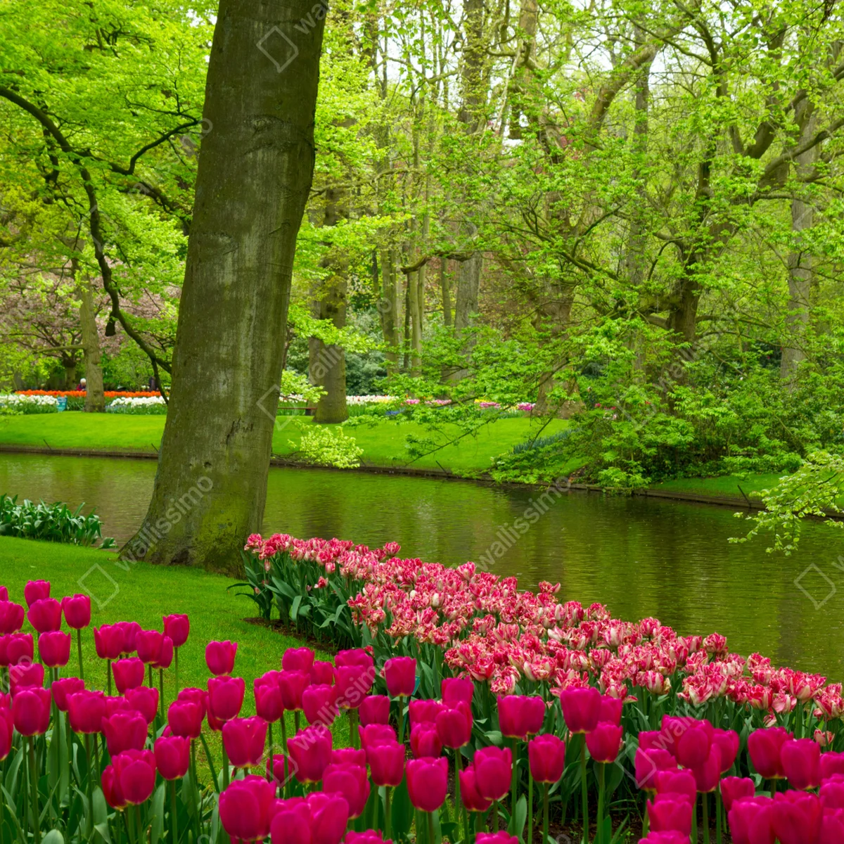 Repositionierbarer Aufkleber frühlings-tulpengarten am kanal Repositionierbarer Aufkleber frühlings-tulpengarten am kanal