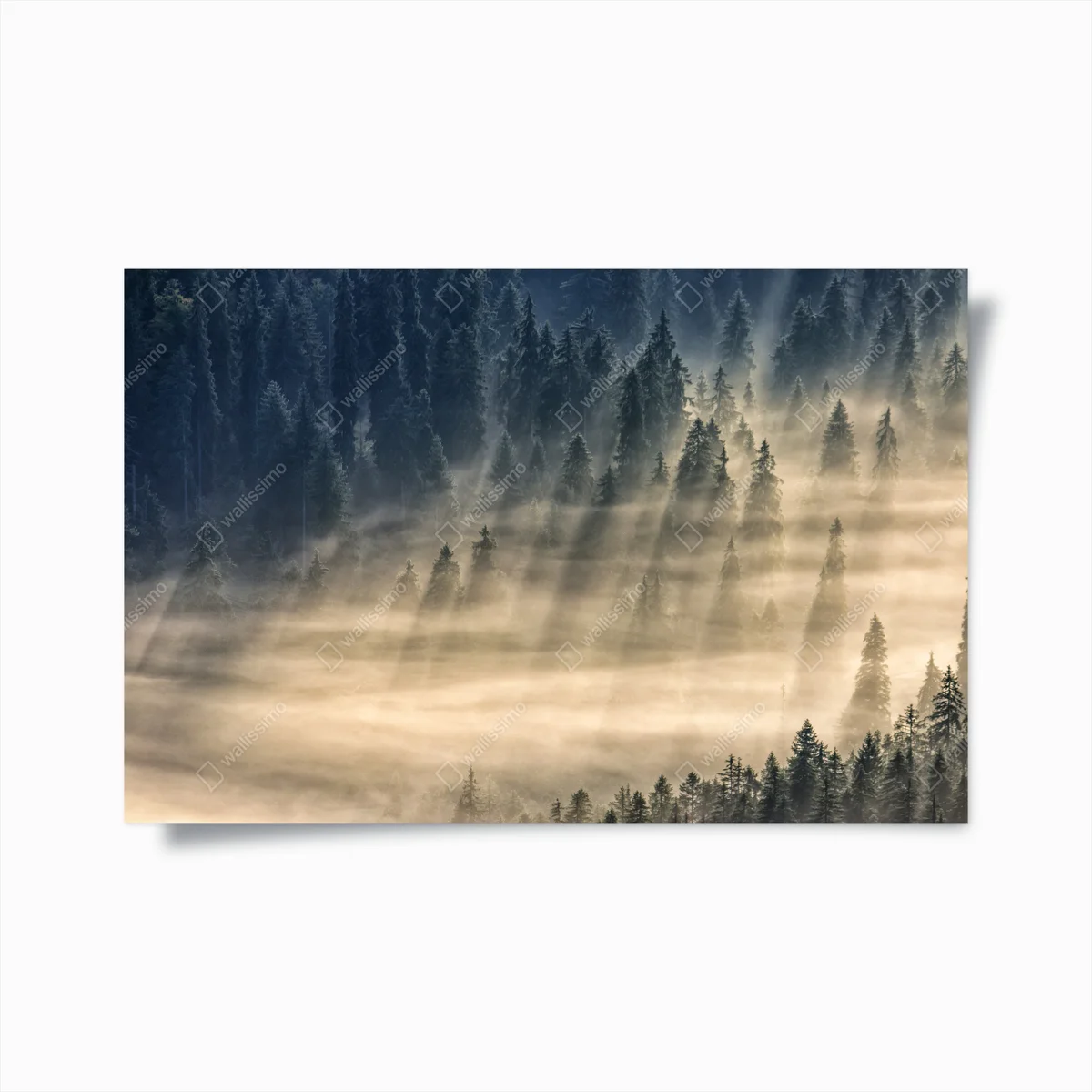 Poster nebliger fichtenwald im sonnenlicht • Poster bei Wallnifity® Poster nebliger fichtenwald im sonnenlicht • Poster bei Wallnifity®