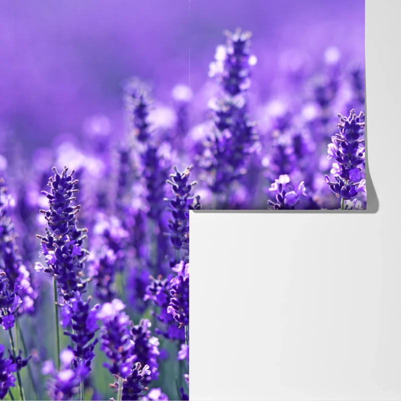 Fototapete lavendelfeld nahaufnahme Fototapete lavendelfeld nahaufnahme