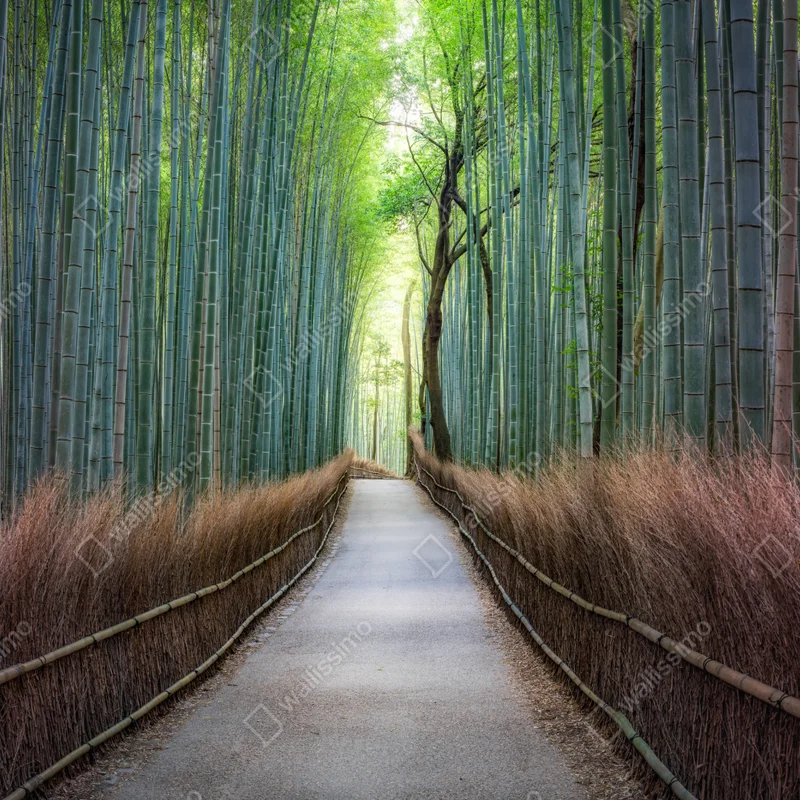 Schrankaufkleber ruhiger bambuswaldweg Schrankaufkleber ruhiger bambuswaldweg