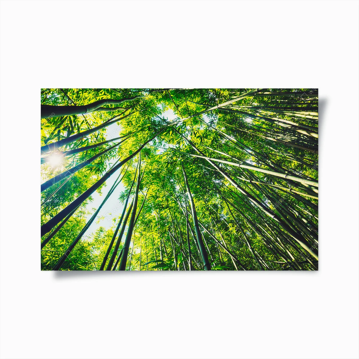 Poster Bambus • Poster bei Wallnifity® Poster Bambus • Poster bei Wallnifity®