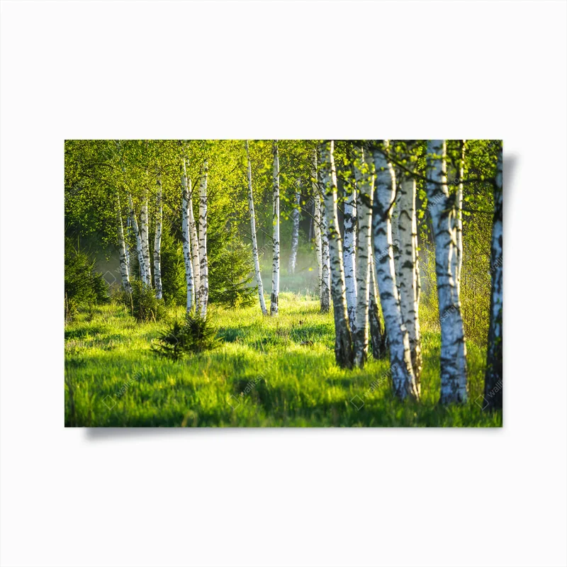 Poster birkenallee im frühlingslicht • Poster bei Wallnifity® Poster birkenallee im frühlingslicht • Poster bei Wallnifity®