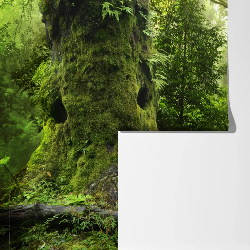 Fototapete moosiger alter waldpfad Fototapete moosiger alter waldpfad