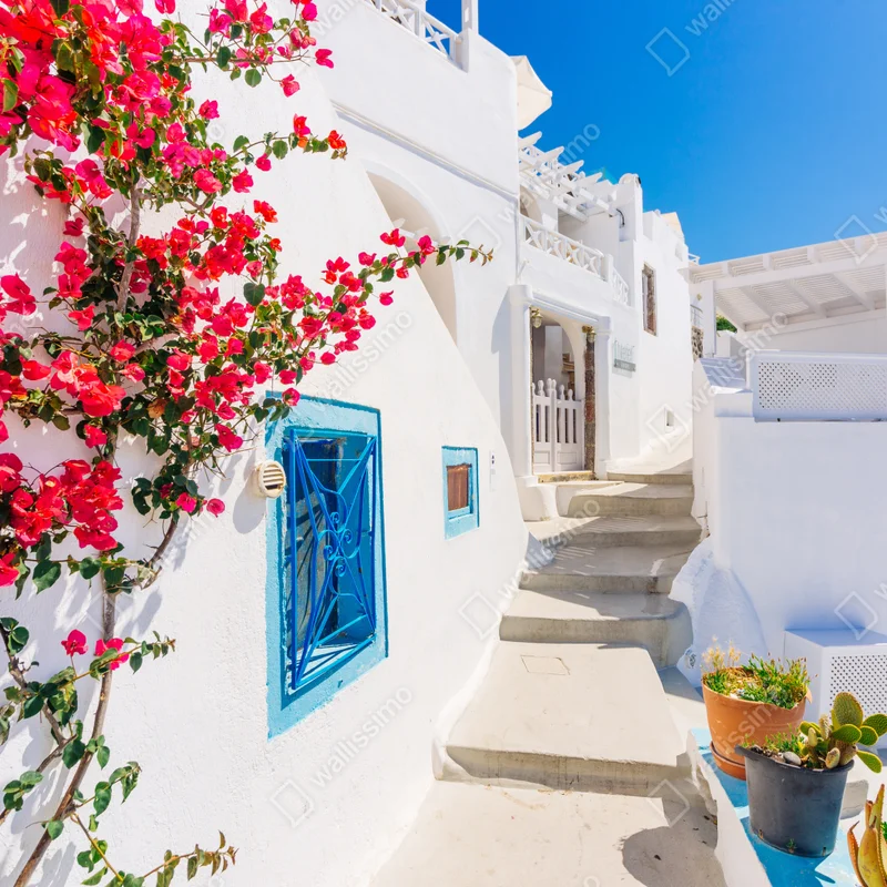 Fototapete Santorini weiße gasse mit bougainvillea Fototapete Santorini weiße gasse mit bougainvillea