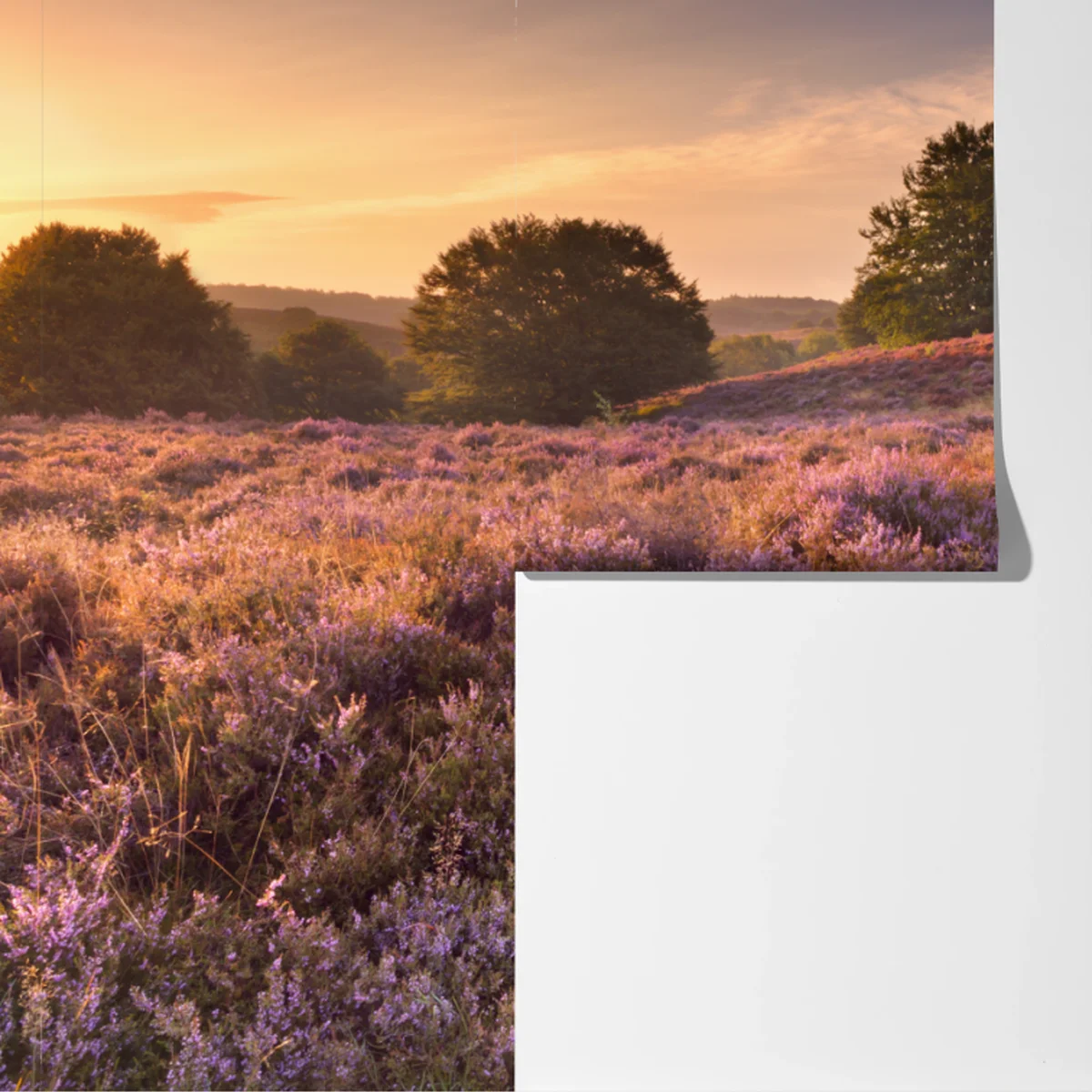 Fototapete Posbank bei sonnenaufgang über blühender heide Fototapete Posbank bei sonnenaufgang über blühender heide