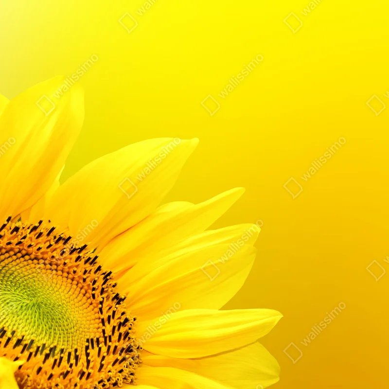 Poster leuchtende sonnenblume nahaufnahme auf gelbem hintergrund Poster leuchtende sonnenblume nahaufnahme auf gelbem hintergrund