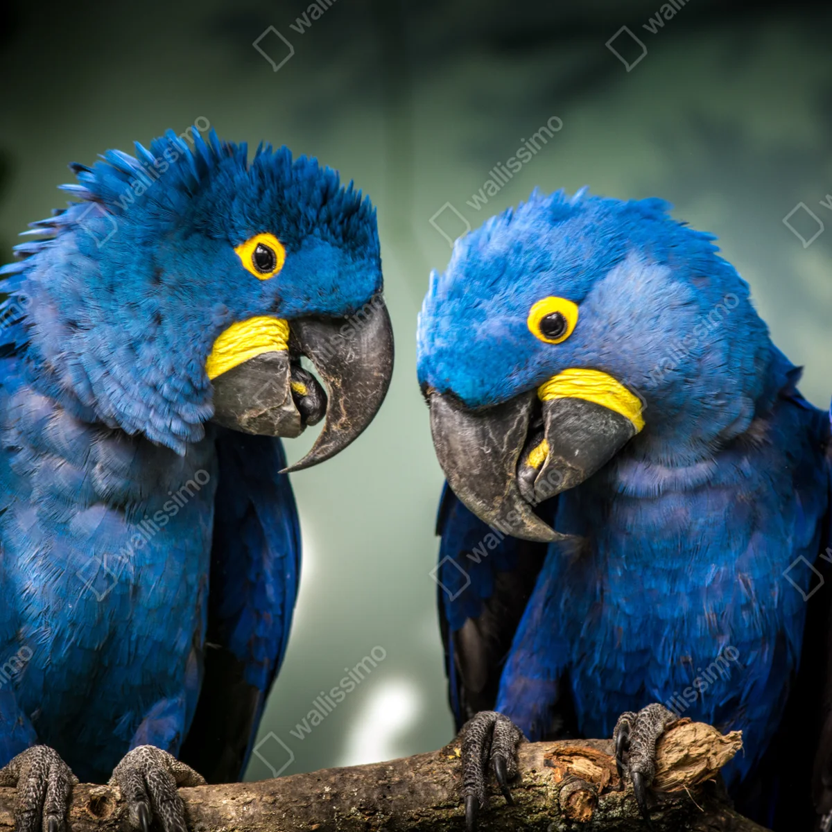 Leinwandbild paar blauer aras - nahaufnahme Leinwandbild paar blauer aras - nahaufnahme