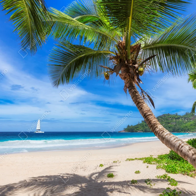 Leinwandbild tropischer strand mit palme Leinwandbild tropischer strand mit palme