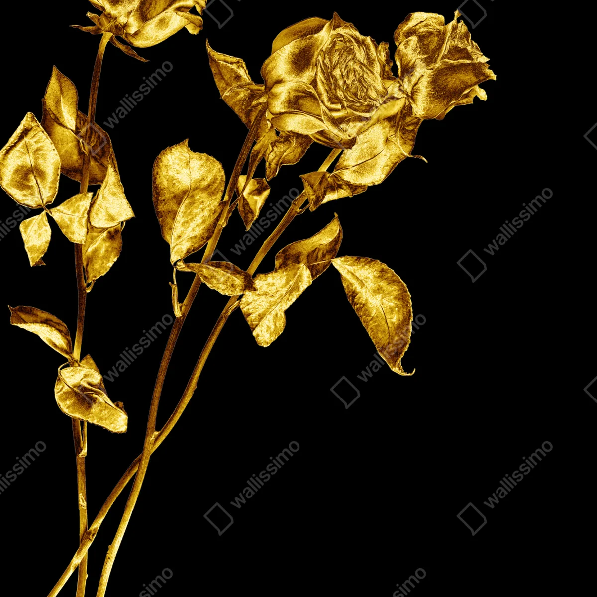 Repositionierbarer Aufkleber goldene rosen vor schwarzem hintergrund Repositionierbarer Aufkleber goldene rosen vor schwarzem hintergrund