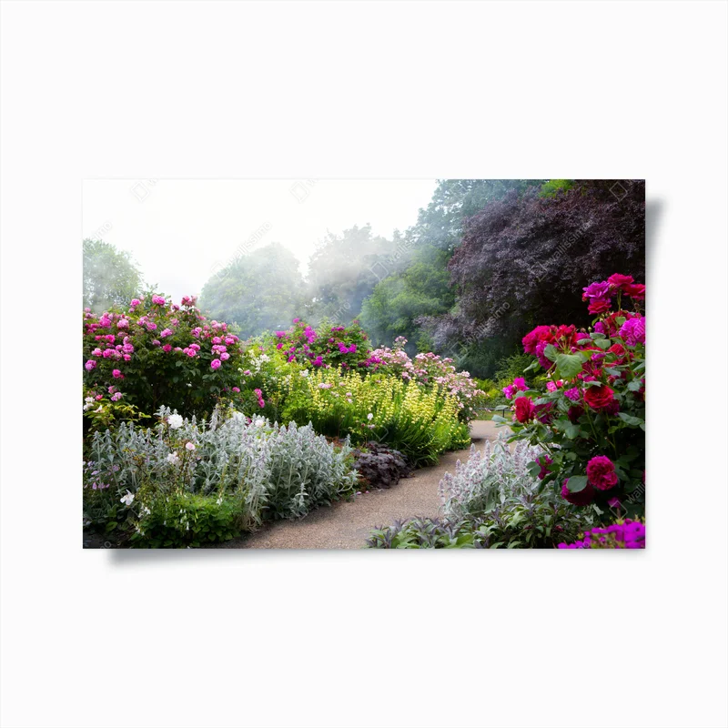 Poster rosengarten im morgendlichen nebel • Poster bei Wallnifity® Poster rosengarten im morgendlichen nebel • Poster bei Wallnifity®