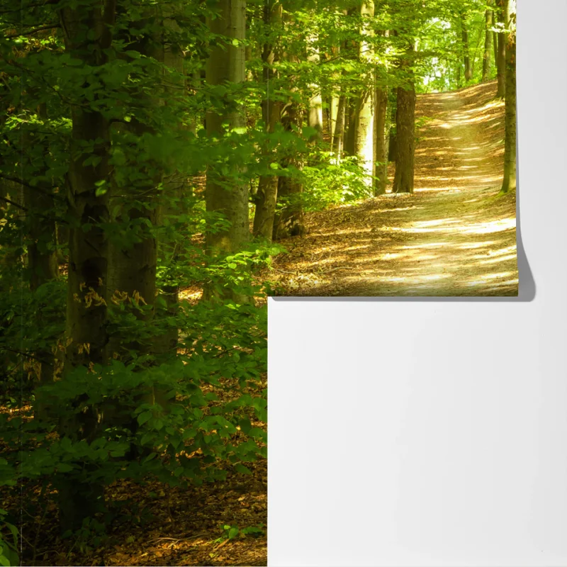 Fototapete sonniger waldpfad Fototapete sonniger waldpfad