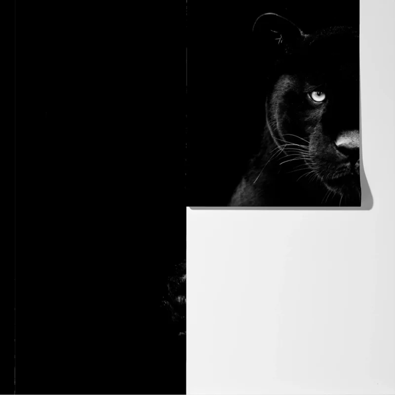 Fototapete majestätisches porträt eines schwarzen panthers Fototapete majestätisches porträt eines schwarzen panthers