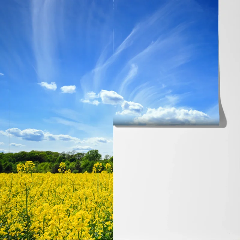 Fototapete polnisches rapsfeld unter blauem himmel Fototapete polnisches rapsfeld unter blauem himmel