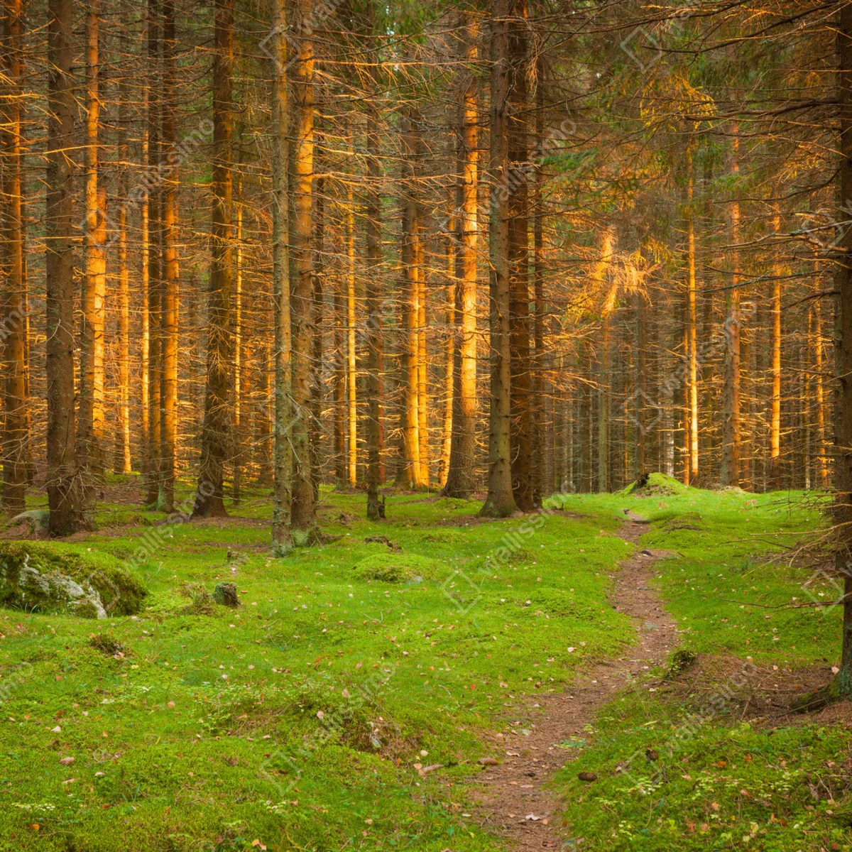 Türaufkleber goldenes licht im moosbedeckten kiefernwald Türaufkleber goldenes licht im moosbedeckten kiefernwald